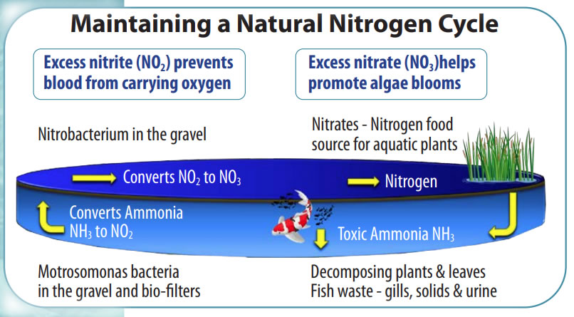 Maintaining A Natural Nitrogen Cycle